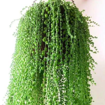 吊兰盆栽佛珠四季好养带盆带土