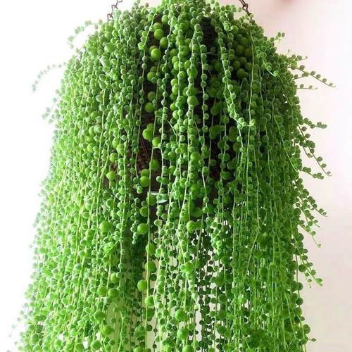 吊兰盆栽佛珠四季好养带盆带土