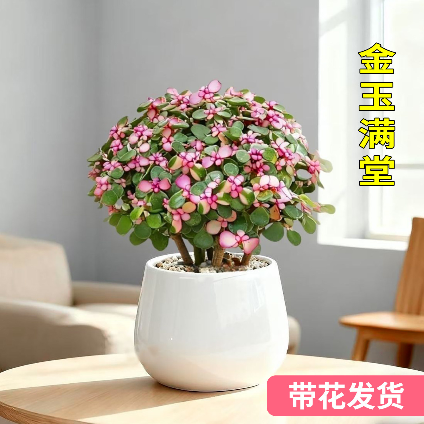 室内办公好养四季开花多肉盆栽图片