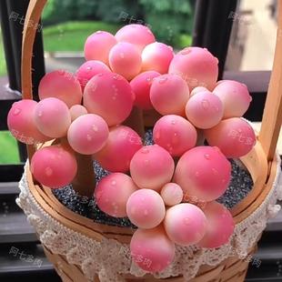 多肉植物汤圆奶酪稀罕精品肉肉新手组合盆栽办公室内花卉趣味好养