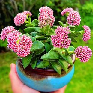 新款多肉植物神童盆栽室内阳台花卉新手四季美观好养罕见肉肉植物