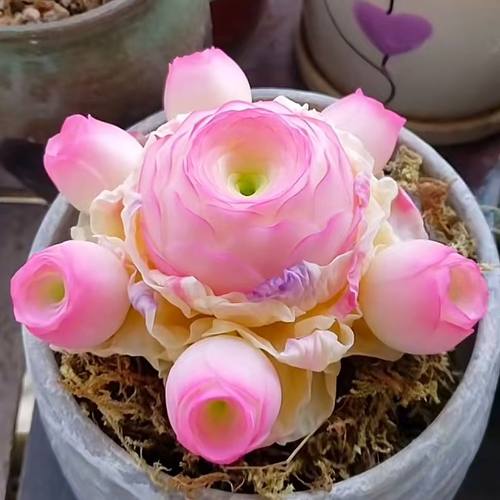 新品山地玫瑰水蜜桃玫瑰多肉植物