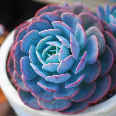 蓝石莲多肉植物四季好养活