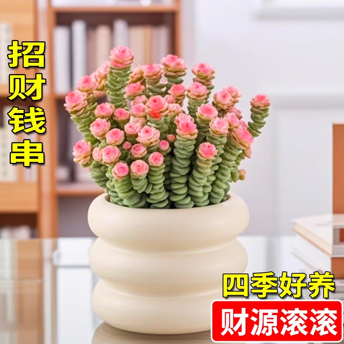 招财多肉植物钱串室内盆栽防辐射
