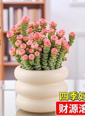 招财多肉植物钱串室内盆栽好养活