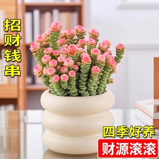 钱串串多肉植物彩色钱串子多头群生招财进宝室内花卉盆栽新手好养