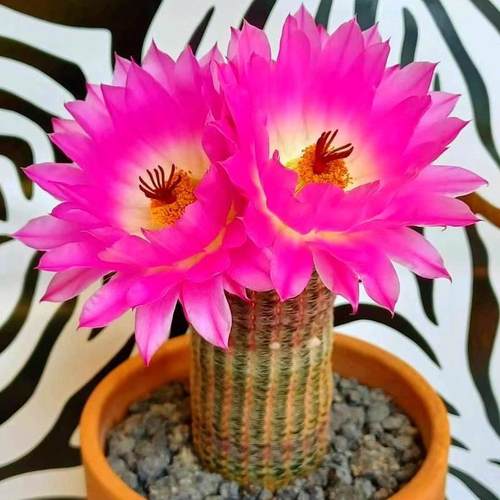 仙人球红太阳室内小盆栽耐旱好养