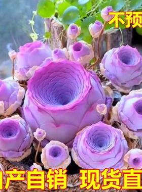 山地玫瑰群生多头多肉植物新品紫色玫瑰室内阳台办公室内盆栽好养