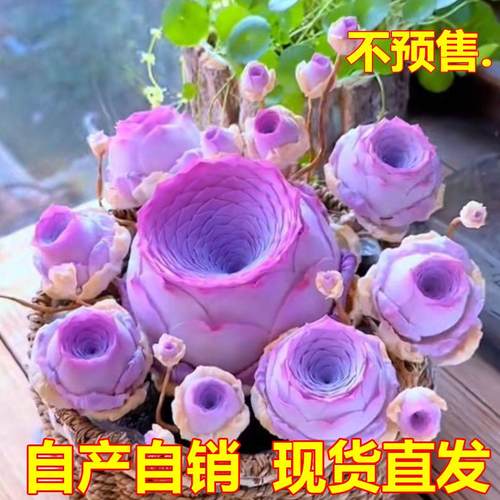 新品紫风铃山地玫瑰四季好养