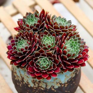 多肉植物紫牡丹长生草易爆盆办公室内防辐射群生盆栽易成活新手款