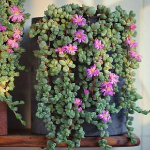 碧玉莲多肉植物群生老桩开花肉肉植物阳台桌面吊兰盆栽新手好养活