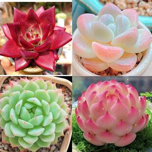 精品多肉植物盆栽组合雪天使蓝姬莲水蜜桃防辐射新手室内净化空气