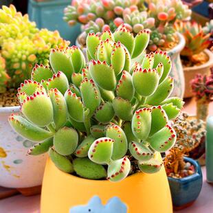 群生多肉植物老桩熊童子白熊盆栽组合易养活阳台室内肉肉花卉好养