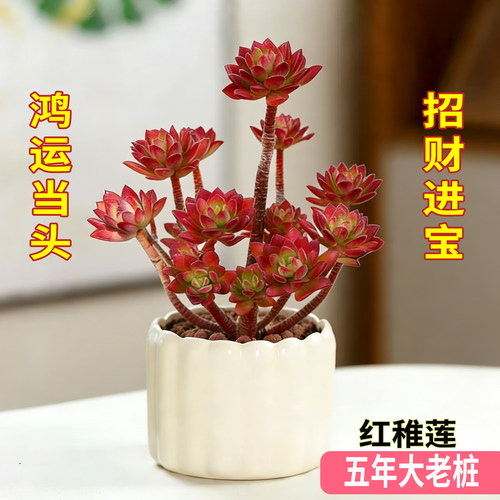 红稚莲老桩超大露养新手好养多肉