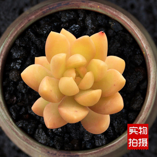 精品多肉植物黄丽布丁室内组合盆栽防辐射超萌肉肉植物新手好养活