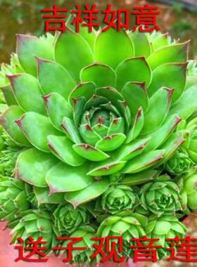 送子观音莲花多肉植物带盆带土