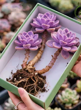 紫乐多肉老桩群生多头带崽精品盆栽紫色花卉新手好养阳台植物绿植