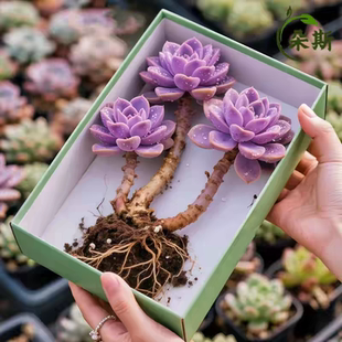 紫乐多肉老桩群生多头带崽精品盆栽紫色花卉新手好养阳台植物绿植