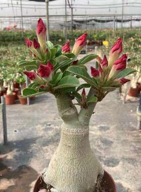 正宗重瓣沙漠玫瑰盆栽懒人室内阳台好养多肉植物驱蚊耐旱花卉绿植