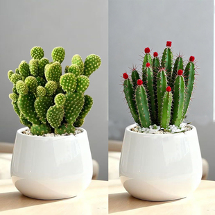 仙人掌多肉植物室内盆栽花卉桌面仙人球带盆易养活罕见多肉小盆栽