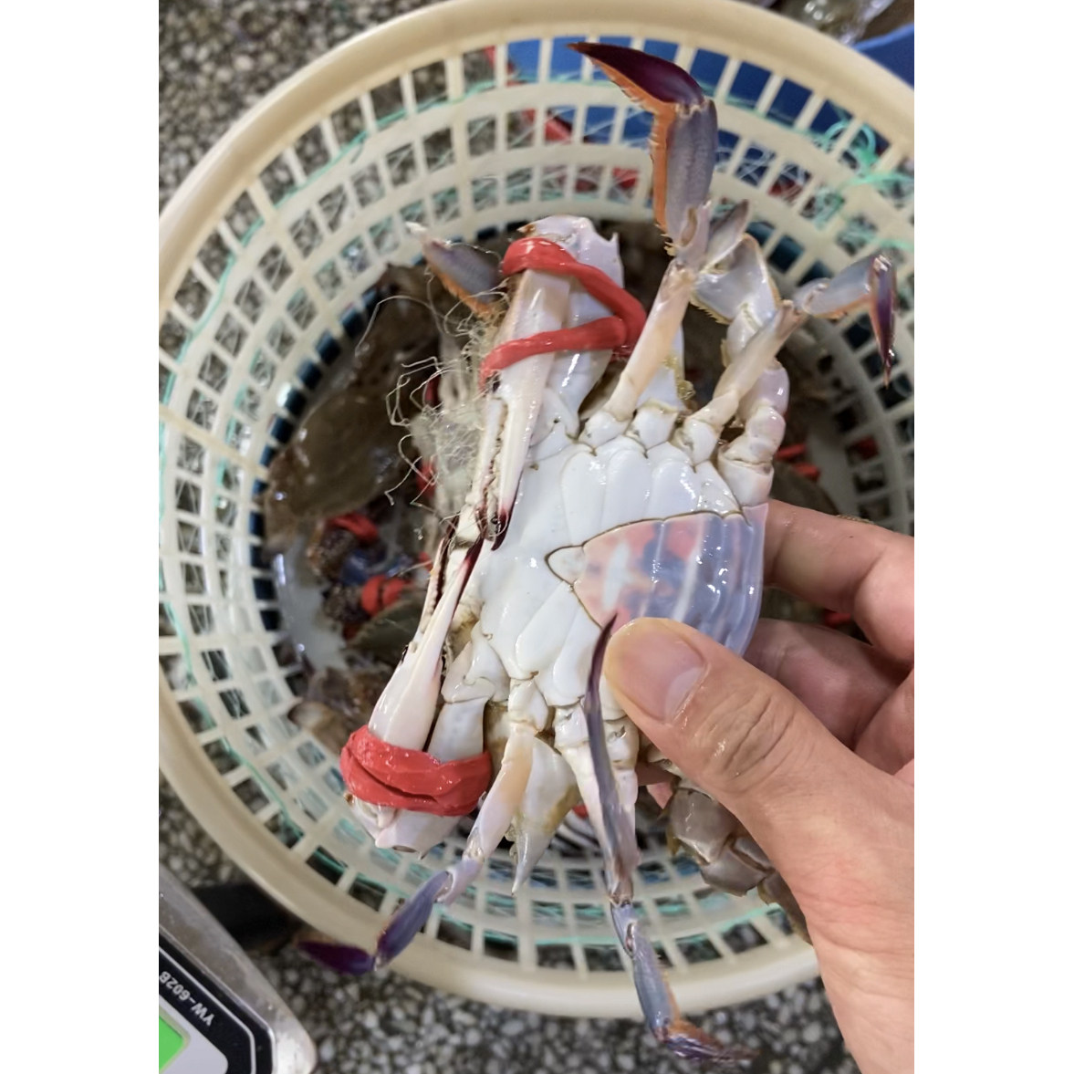 产地码头直发新鲜发货