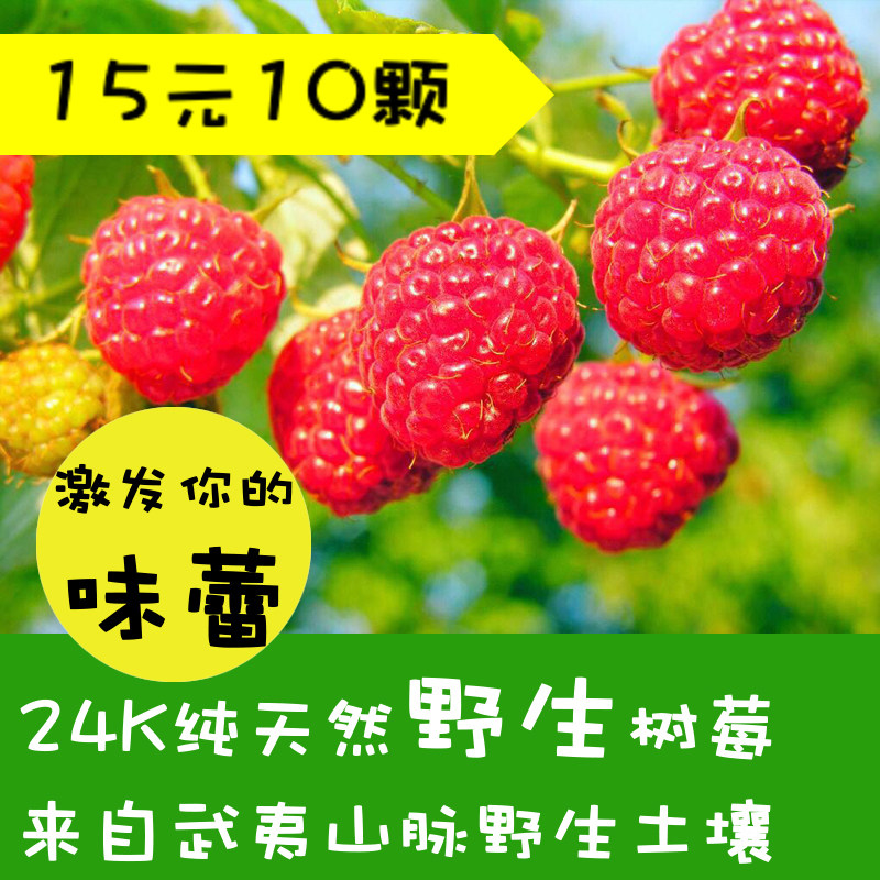 树莓苗南北方种植野生山莓苗阳台客厅庭院绿化刺泡落地净化空绿植