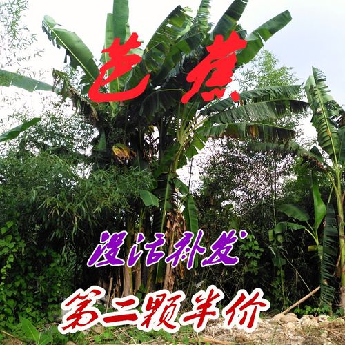 芭蕉苗庭院盆栽大叶抗寒户外植物