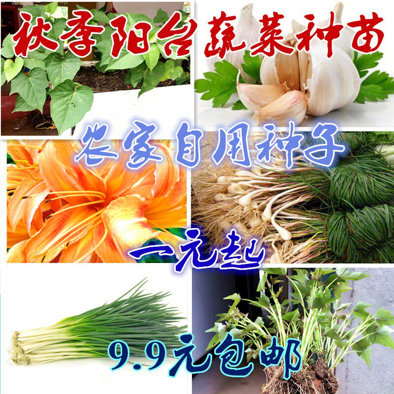 蔬菜种子 农家 庭院阳台小葱种桌面绿植