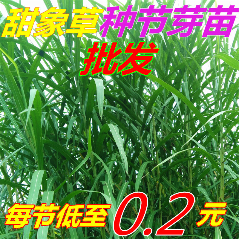 甜象草 多年生四季皇竹草高产牧草牙种苗绿植多年生绿肥动物饲料