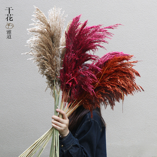 柴芦芦苇天然干花北欧家具咖啡馆软装装饰摆件婚庆芦苇拍照插花