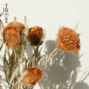 南非进口干花花束真花 雪莲太阳花山茂坚强帝王花高端花材轻奢风