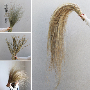 干芦苇叶画眉草细叶芒蒲扇叶小盼草天然干草民宿服装店装饰秋冬色