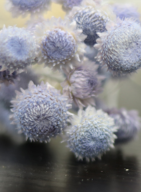 巴西进口小菊花小花苞干花拍摄道具diy家居装饰摆设小清新文艺风