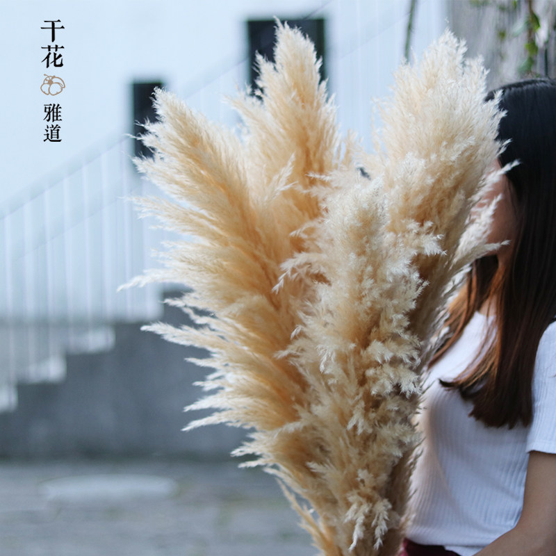 大芦苇干花米白色蒲苇网红真花客厅摆件婚礼装饰插花轻奢家居装饰