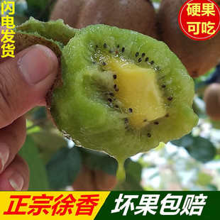 硬果即食正宗陕西周至徐香猕猴桃当季新鲜孕妇水果比肩进口奇异果