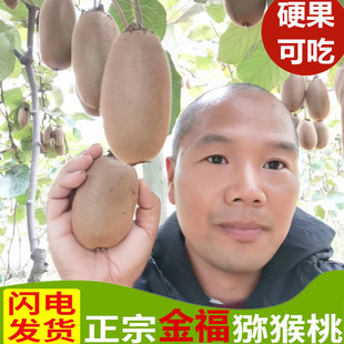 硬果即食陕西周至金福猕猴桃 绿心奇异果香甜比肩翠香孕妇水果