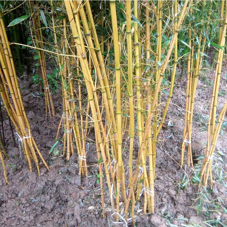 园林绿化苗竹苗四季常青竹子苗金镶玉竹苗庭院种植黄竹子观赏竹子