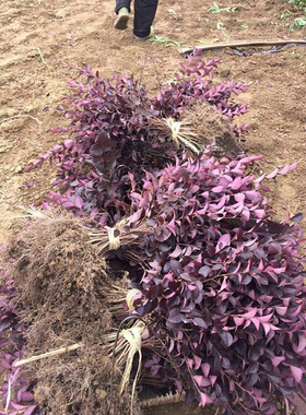 红花继木苗树苗四季常青植物庭院绿化植物园林工程绿化苗红檵木球