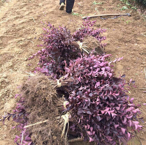 四季常青植物绿化园林红花继木苗