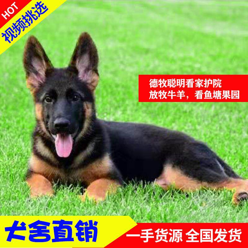 纯种德国牧羊犬幼犬活体大型犬弓背黑背德牧警犬幼犬大狼狗宠物狗