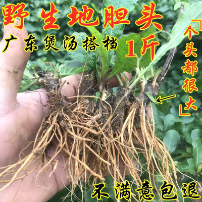 野生地胆头纯根新鲜一斤地胆草根头现挖牛吃埔羊耳草地胆头苦地胆
