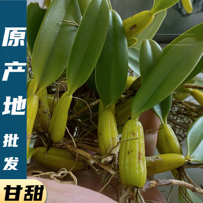 新鲜纯野货石橄榄小果石仙桃2斤