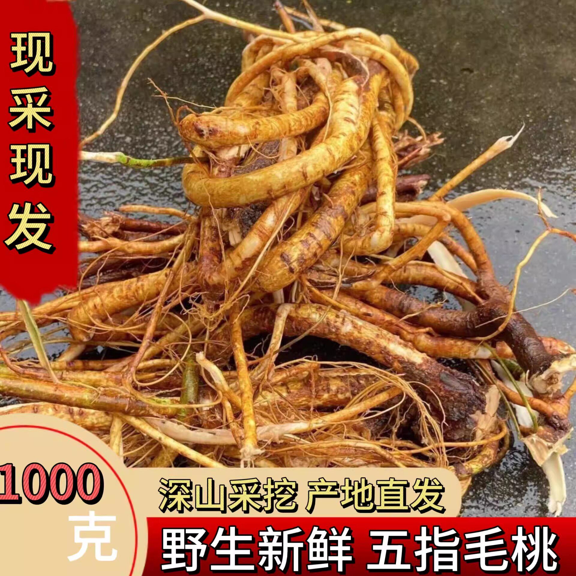 广东新鲜五指毛桃根中药材正宗干货土茯苓煲汤料祛湿茶五爪龙正品
