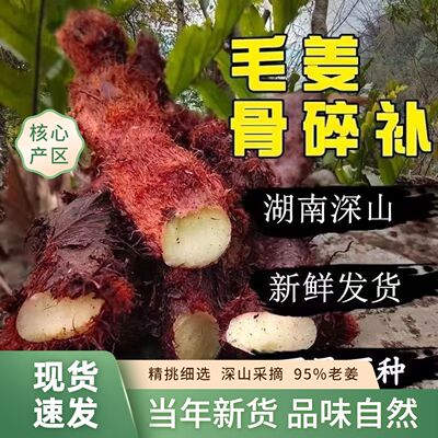 纯深山新鲜老根骨碎补毛姜爬岩姜