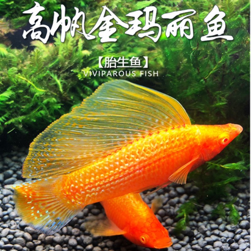 角里鱼舍 黑玛丽胎生花鱂鱼除油膜工具鱼清洁热带鱼观赏鱼活体