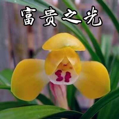 包邮 兰花苗客厅花卉阳台盆栽浓香老种兰花 春兰【富贵之光】