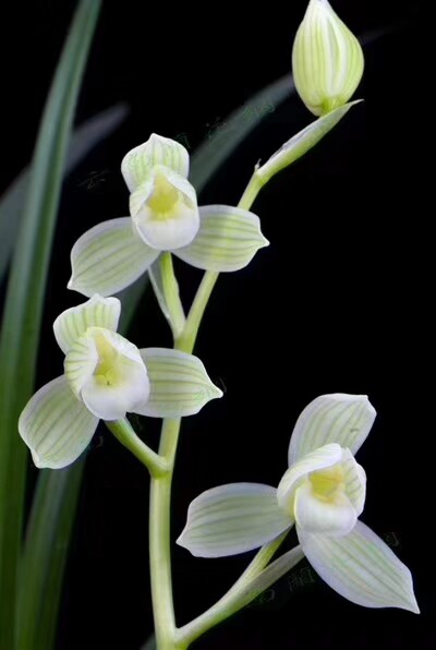 云南兰花苗 莲瓣兰【如意素荷】浓香绿植花卉园艺