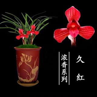 包邮兰花苗阳台花卉绿植浓香盆栽春兰久红漏风漏雨自然种植