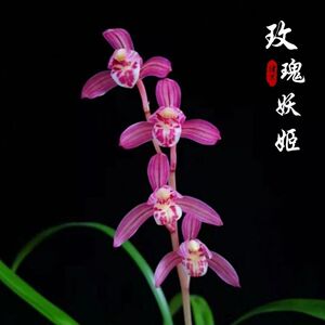 名贵兰花苗建兰四季兰玫瑰妖姬浓香好养兰花室内阳台客厅