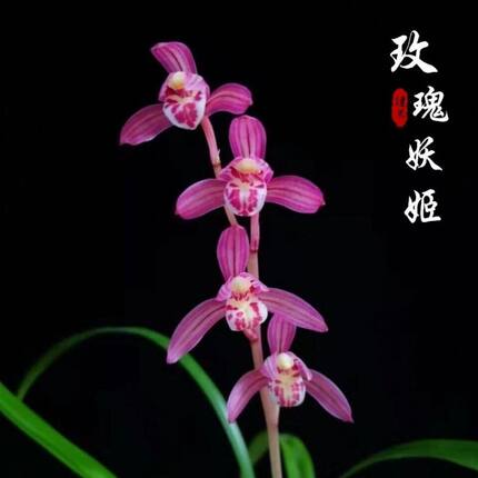 名贵兰花苗建兰四季兰玫瑰妖姬浓香好养兰花室内阳台客厅